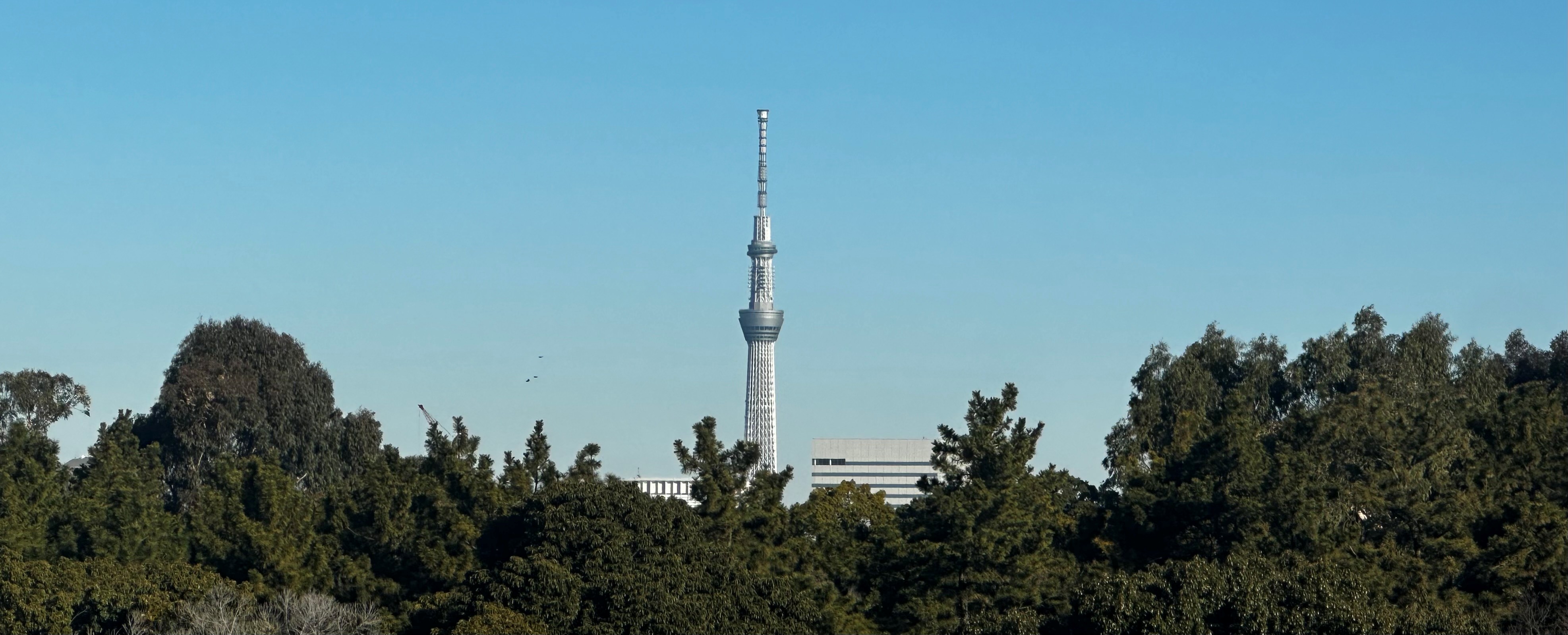 由新木場望向東京晴空塔與城市天際線